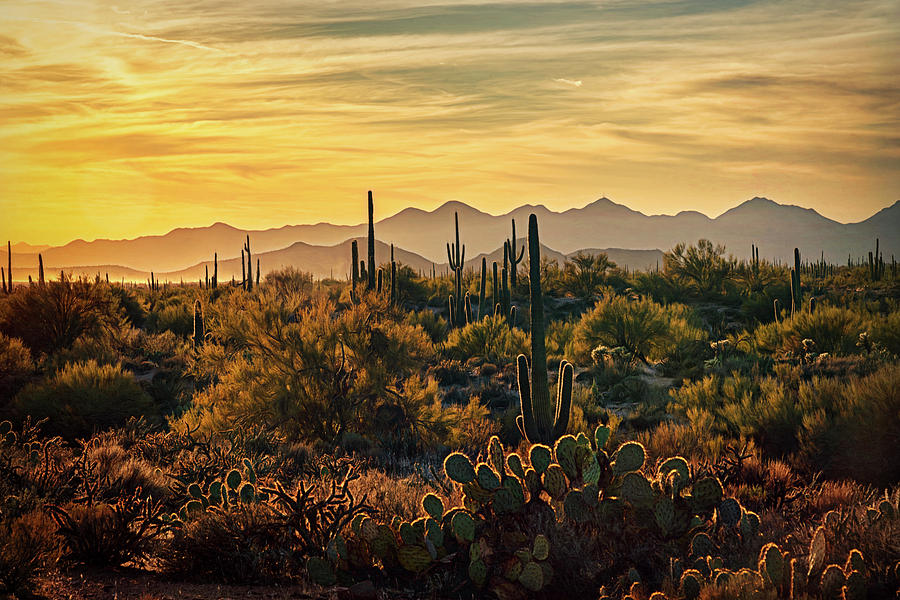 A Golden Desert Evening in The Sonoran  #1 Photograph by Saija Lehtonen