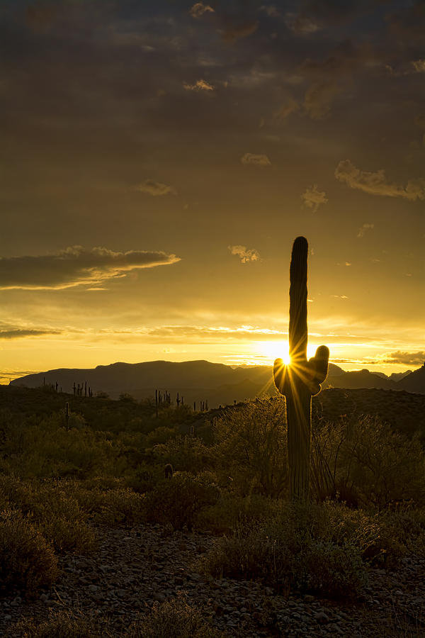 A Golden Saguaro Sunrise  #1 Photograph by Saija Lehtonen