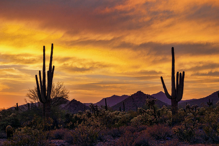 A Golden Sonoran Desert  #1 Photograph by Saija Lehtonen