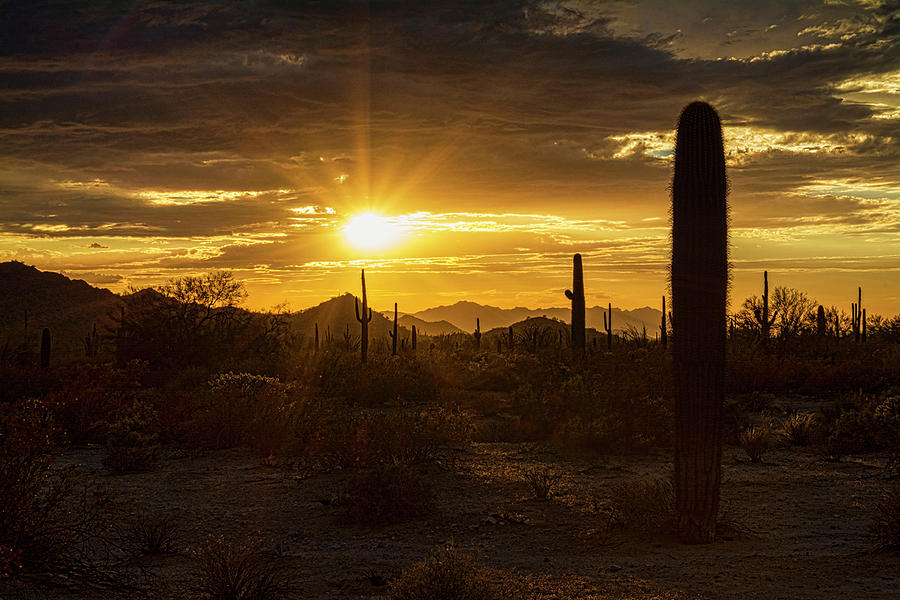 A Golden Sonoran Sunset  #1 Photograph by Saija Lehtonen