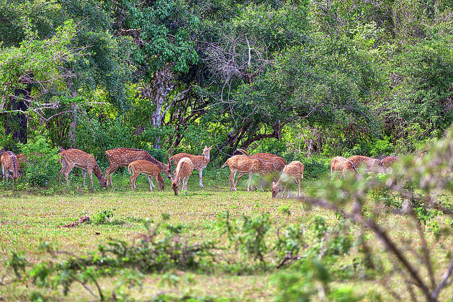 a group of axis deer are standing on a glade in the Yala Nationalpark #1 Photograph by Gina Koch