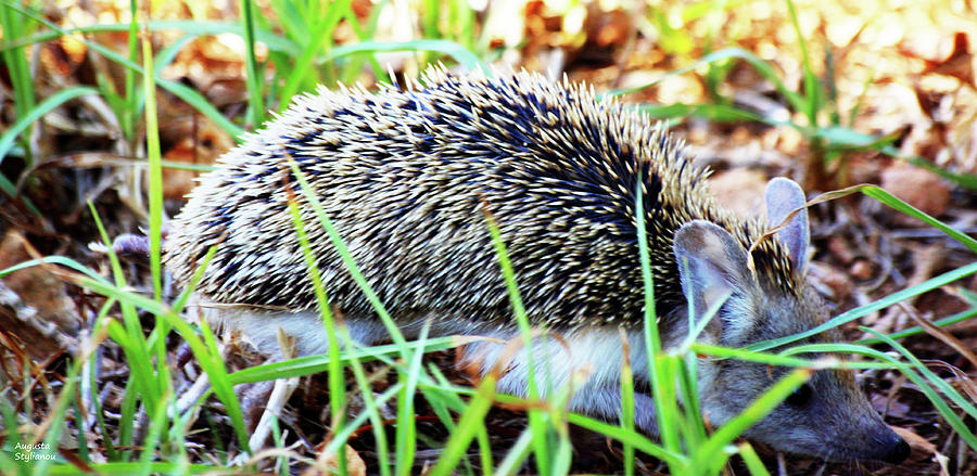 A hedgehog searching for food #2 Photograph by Augusta Stylianou