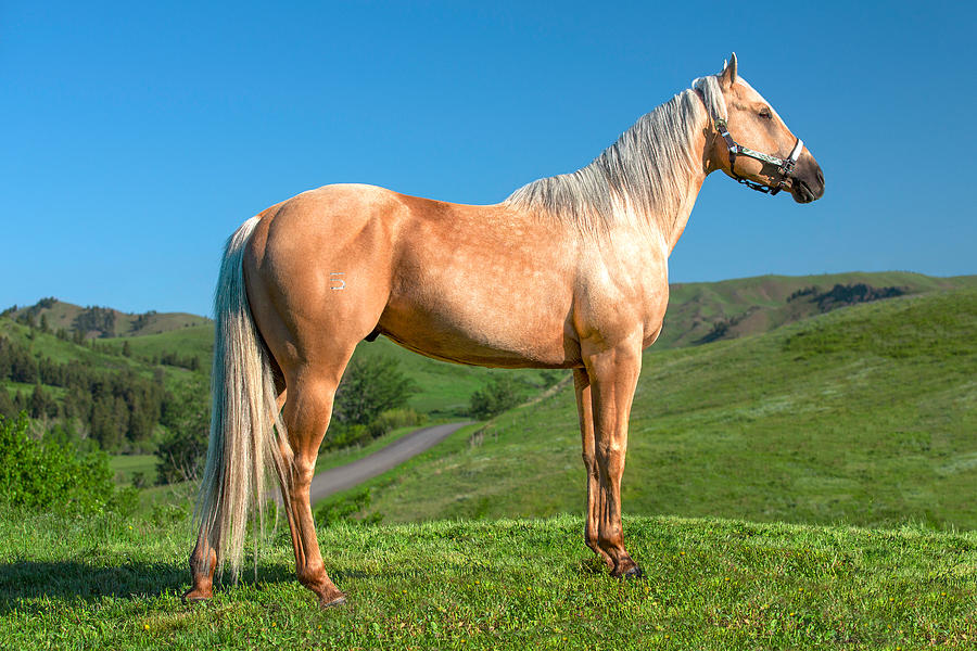 Mountain Photograph - A Horse Named Shaker #1 by Todd Klassy
