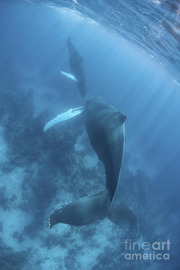 A Humpback Whale And Her Calf Photograph