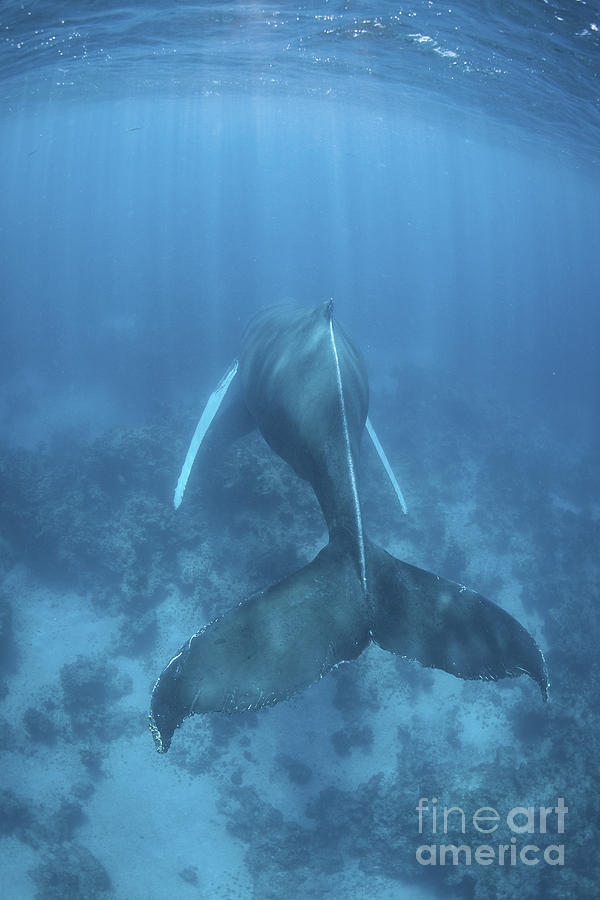 A Humpback Whale In The Caribbean Sea Photograph