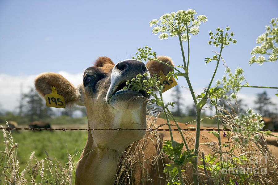 Carrot Photograph - A Jersey Cow Sniffs A Cow Parsnip #1 by Inga Spence
