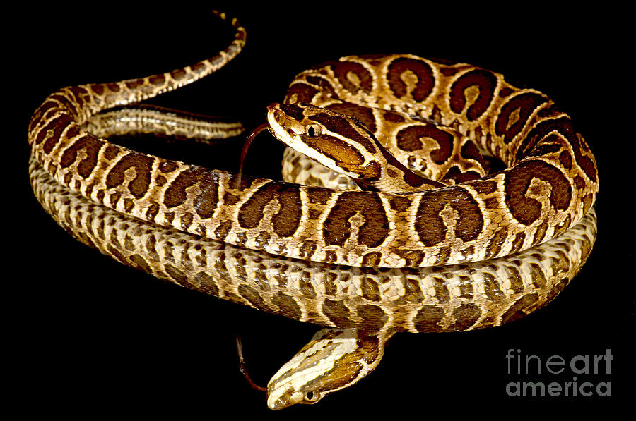 A Juvenile Urutu Viper #1 Photograph by Dant Fenolio