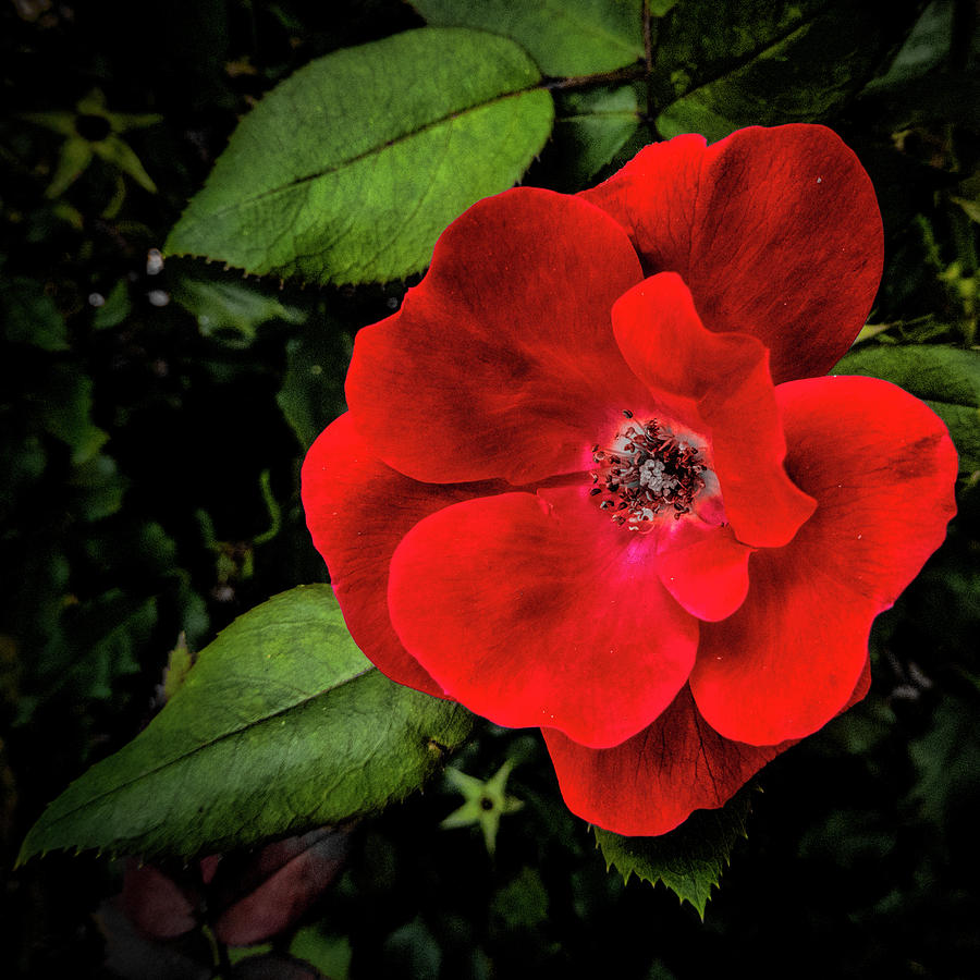 A Knockout #2 Photograph by Dave Bosse