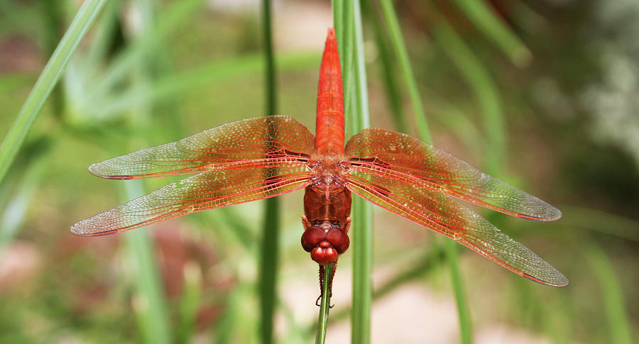 Insects Photograph - A Large Orange Dragonfly #1 by Derrick Neill