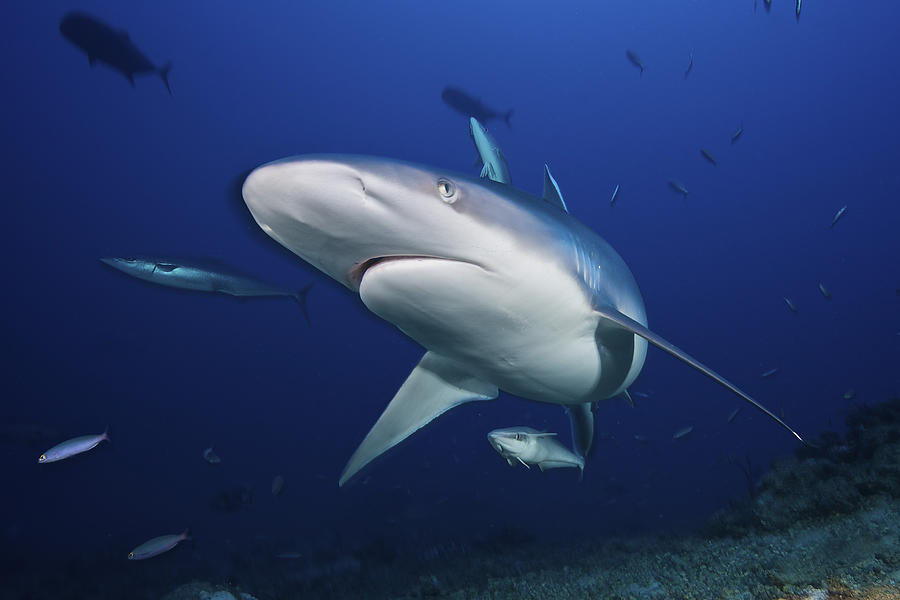 A Large Silvertip Shark, Fiji #1 Photograph by Terry Moore