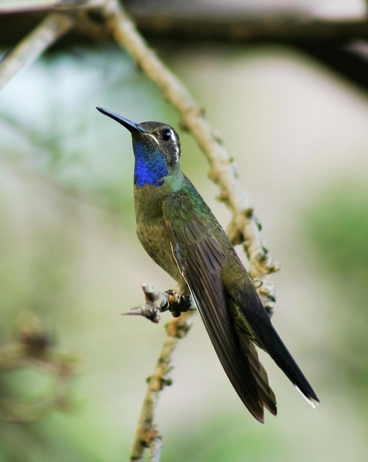 A Male Blue-throated Hummingbird on a Branch Photograph by Derrick Neill