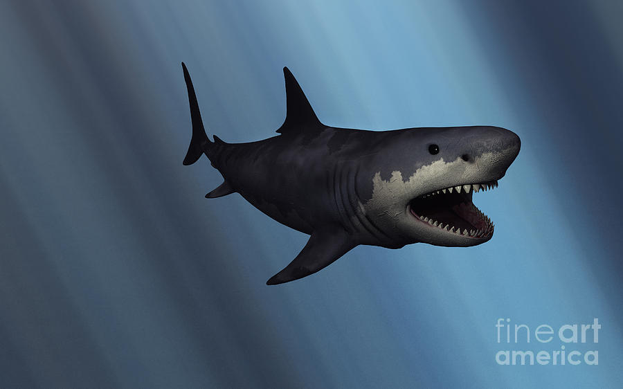 A Megalodon Shark From The Cenozoic Era #1 Digital Art by Mark Stevenson