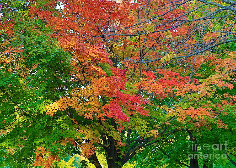 A Michigan Fall #1 Photograph by Robert Pearson