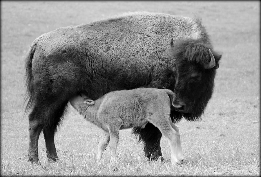 Yellowstone National Park Photograph - A Mothers Love #2 by Fiona Kennard