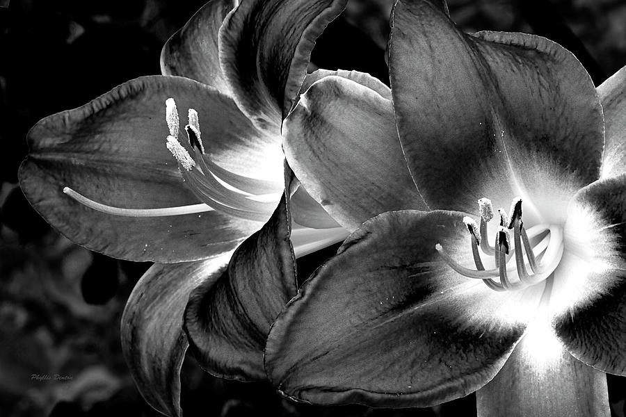 A New Day Lily #1 Photograph by Phyllis Denton