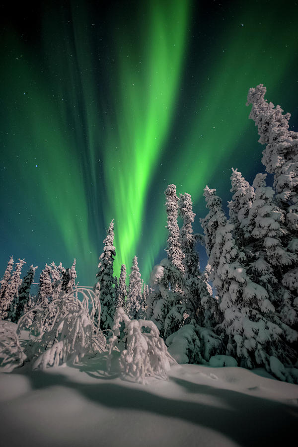 Tree Photograph - A Night In Fairbanks #1 by Robert Fawcett
