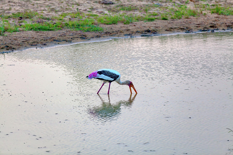 a painted stork is fishing in a pond in the Yala Nationalpark #1 Photograph by Gina Koch