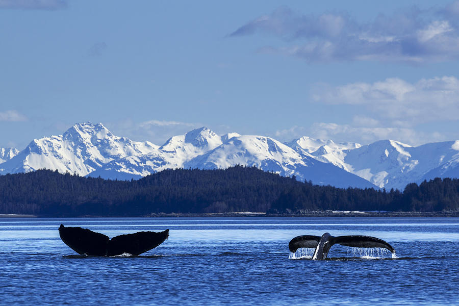A Pair Of Humpback Whale Tails #1 Photograph by John Hyde