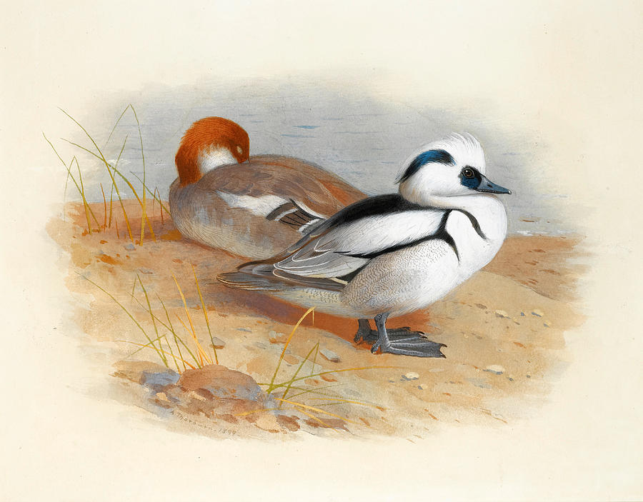 A Pair of Smew Ducks #2 Drawing by Archibald Thorburn