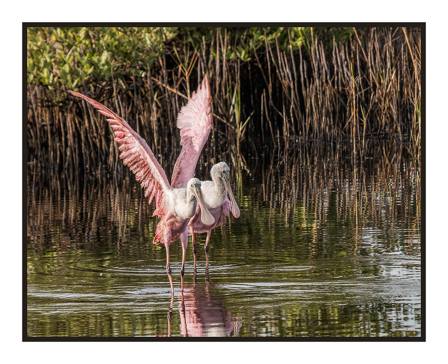 A Pair of Spoonbills #1 Photograph by Dorothy Cunningham