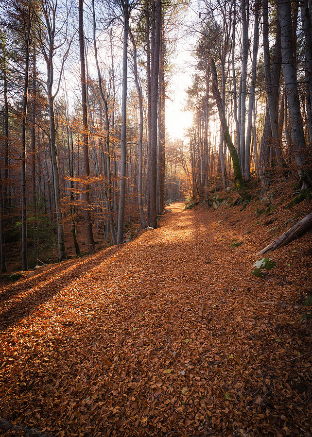 A path of golden autumn leaves in a forest in Corsica Photograph by Jon ...