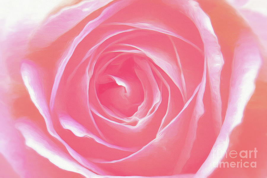 A Pink Rose  #1 Photograph by Scott Cameron