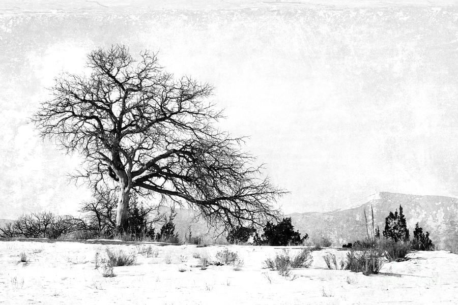 A Placid Winter Scene BW Photograph by Gabriele Pomykaj