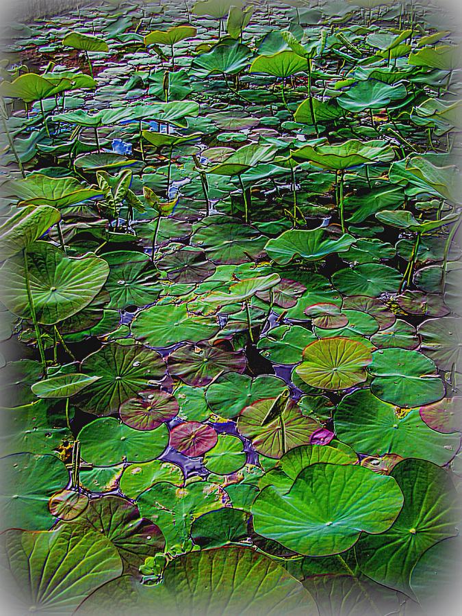 Nature Photograph - A pretty pond full of lily pads at a water temple in Bali. #2 by Mark Sellers