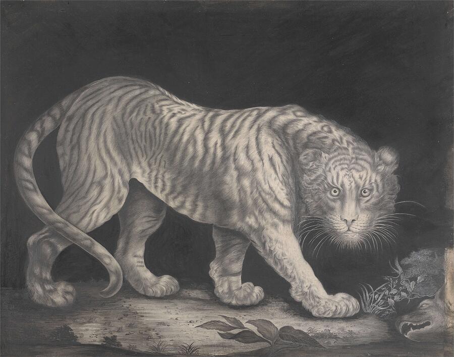 A Prowling Tiger, from circa 1800 Drawing by Elizabeth Pringle