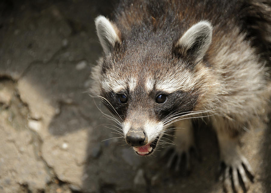 A  Raccoon In An Austrian Wildlife Park Photograph