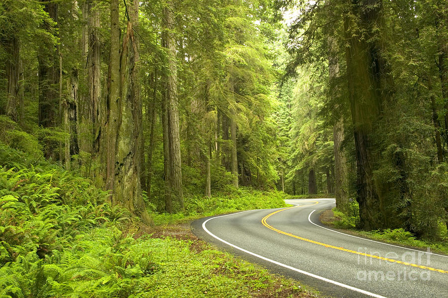 A Road Through Redwoods #1 Photograph by Inga Spence A Road Through Redwoods #1 Photograph by Inga Spence