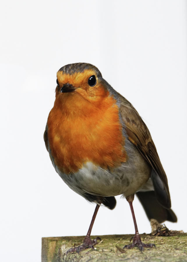 A Robin Photograph