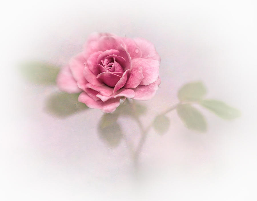 A Rose #1 Photograph by David and Carol Kelly