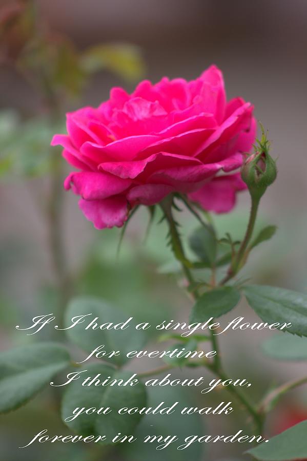 A Single Rose Photograph by Roxanne Jones - Fine Art America