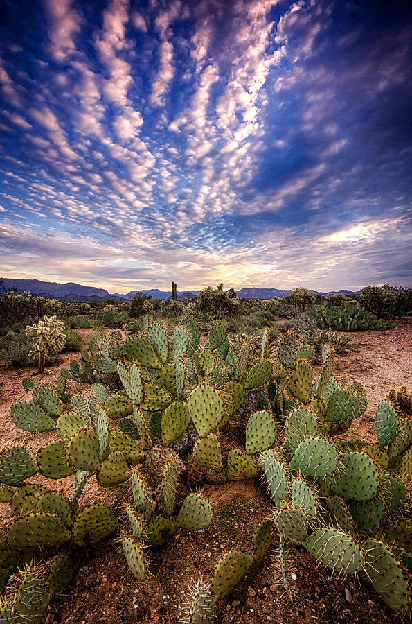 Desert Photograph - A Sonoran Desert Morning  #3 by Saija Lehtonen