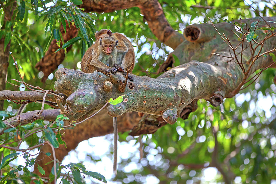 a toque macaque is sitting on a tree in the Yala Nationalpark #1 Photograph by Gina Koch