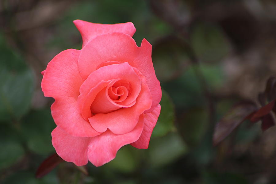 Rose Photograph - A Touch Of Class #1 by Living Color Photography Lorraine Lynch
