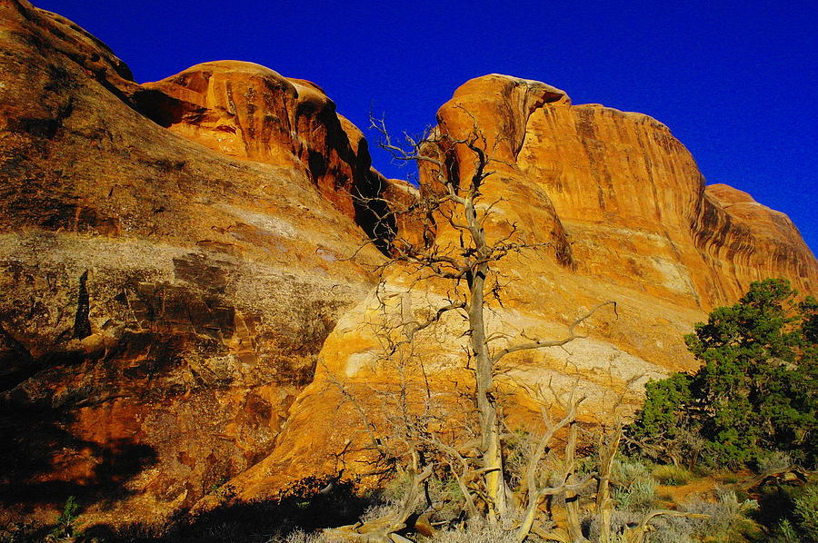 Nature Photograph - A tree foreground the rocks #2 by Jeff Swan