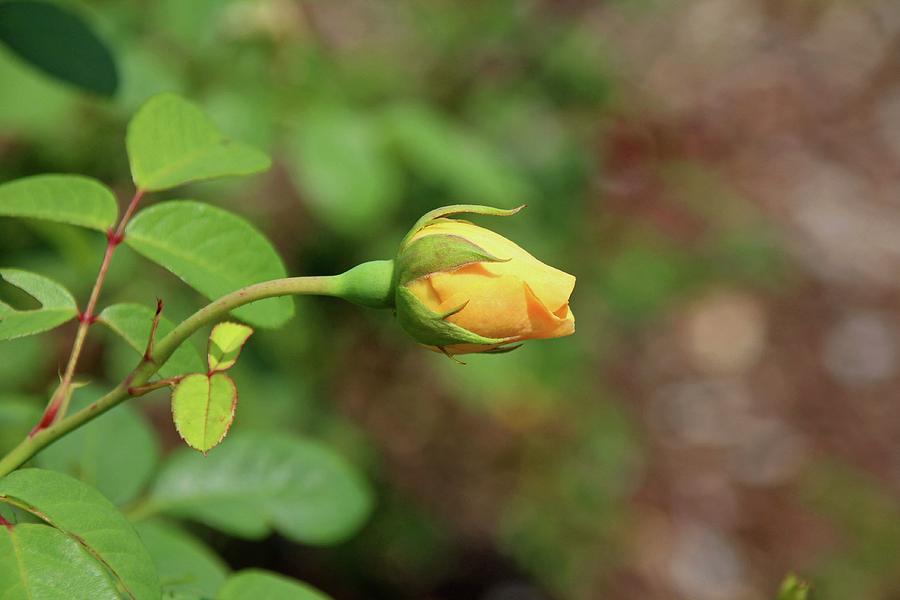 A Wilder Rose #1 Photograph by Michiale Schneider