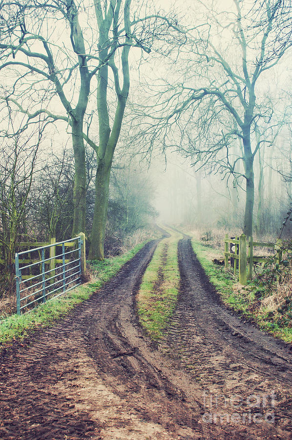 A woodland path #1 Photograph by Tom Gowanlock