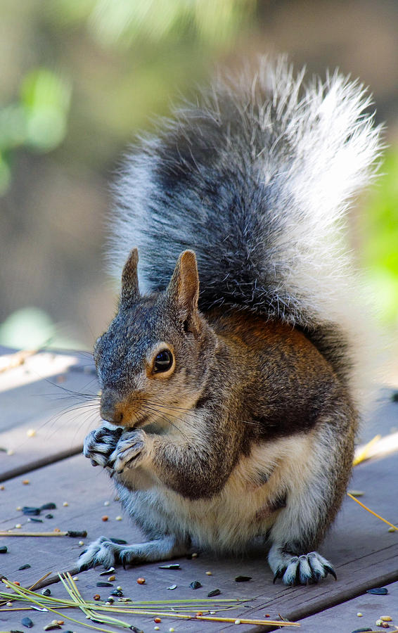 Aberts Squirrel 1 Photograph by Melanie and Chris Harman