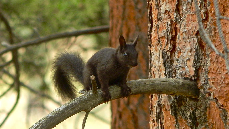 Aberts Squirrel #2 Photograph by Dan Miller