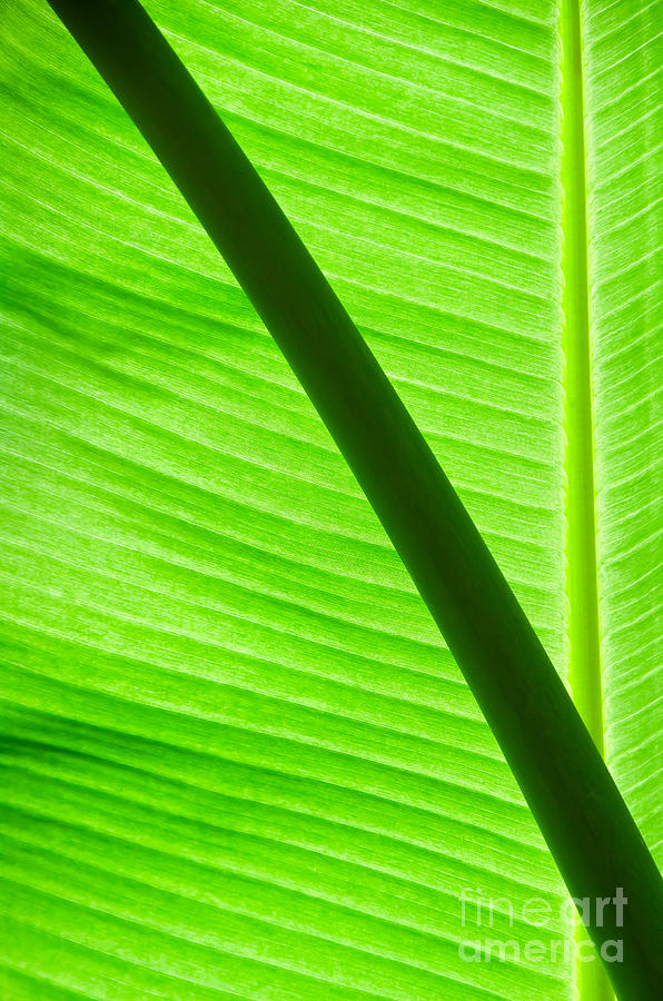 Abstract banana Leaf #1 Photograph by Yurix Sardinelly