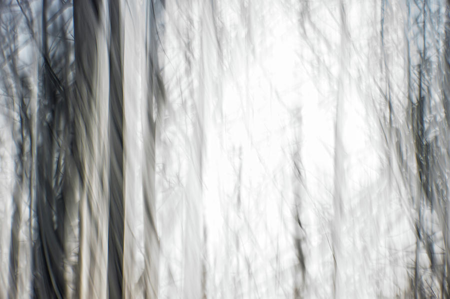 Abstract Digital Painting Of A Thick And Heavy Wooded Forest At  #1 Photograph by Alex Grichenko