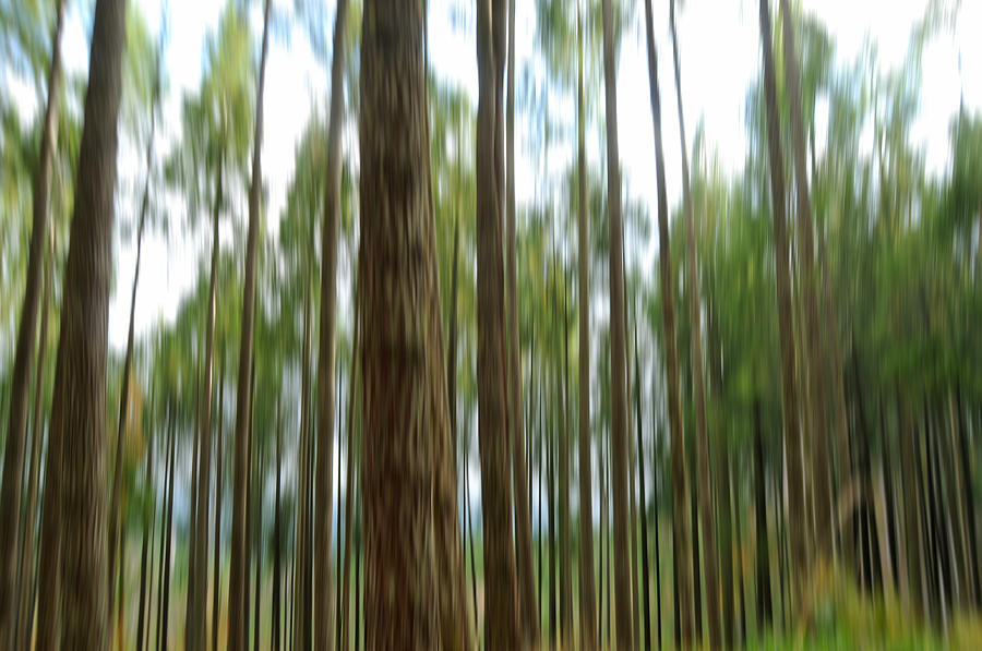 Abstract Forest Blur Background Photograph by Evan Sharboneau | Fine