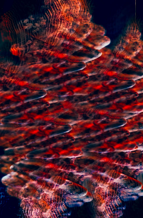 Abstract in Red Digital Art by Cathy Anderson