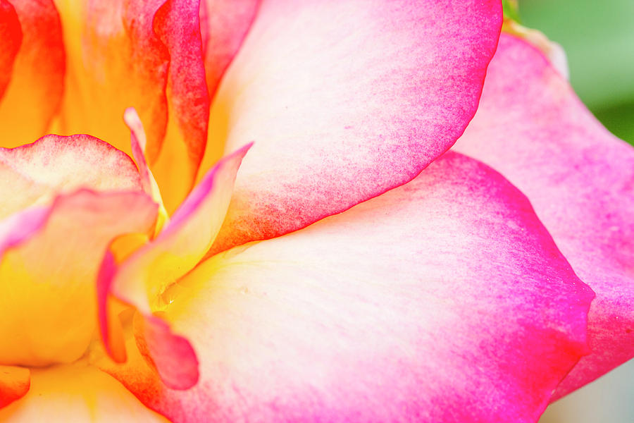 Abstract Rose Petals #1 Photograph by Teri Virbickis