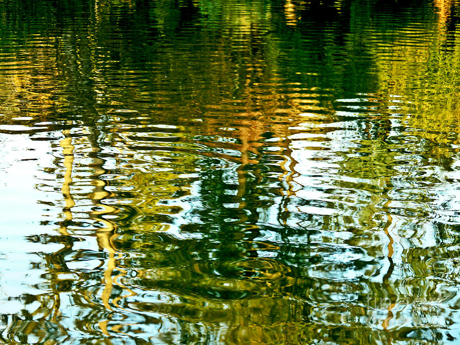 Reflections and Patterns in Nature Photograph by Carol F Austin