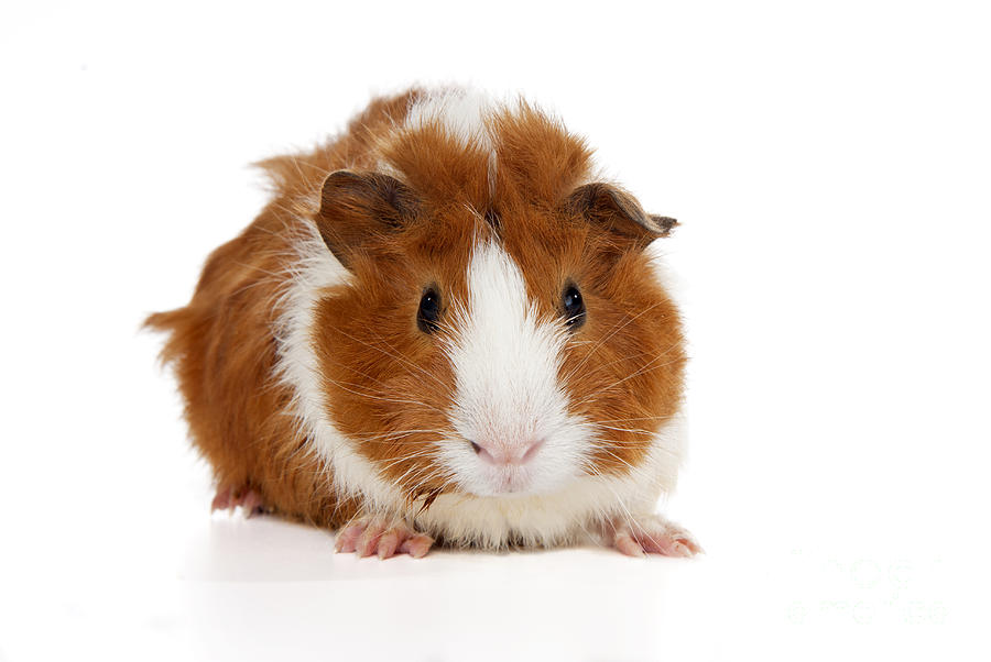 Abyssinian Guinea Pig #1 Photograph by Anthony Totah