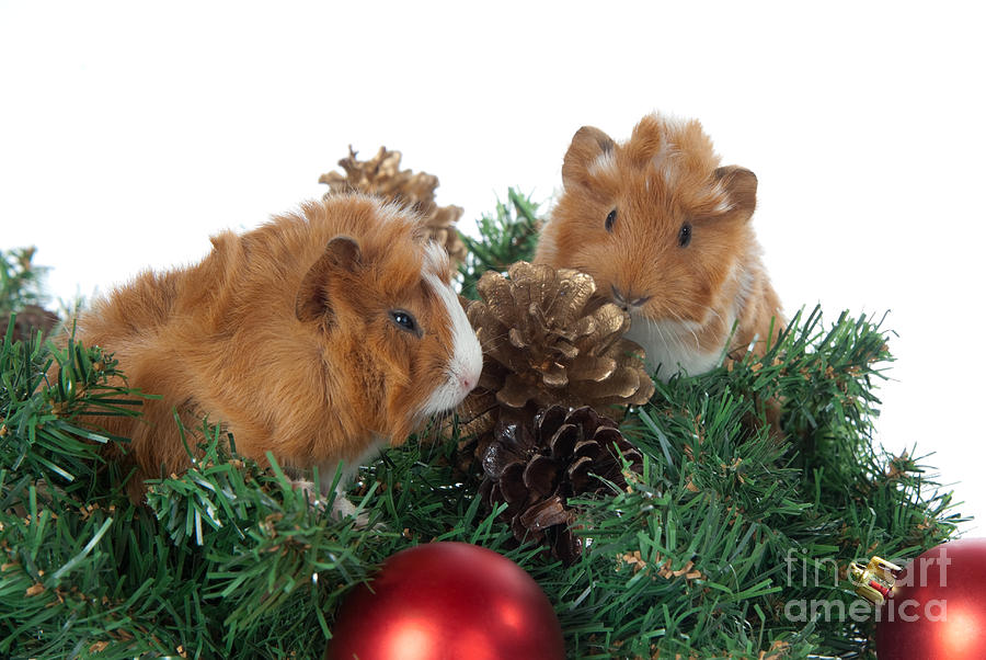 Abyssinian Guinea Pig for Christmas #1 Photograph by Anthony Totah